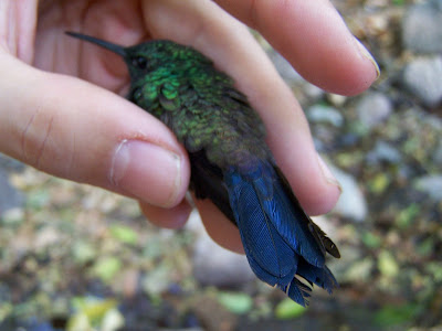 birding Nicaragua