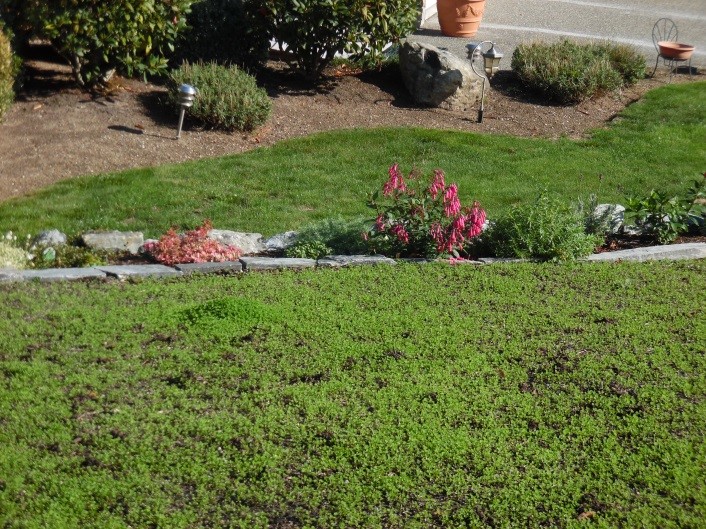 Washington Department of Ecology A new look for our yards the Ecolawn