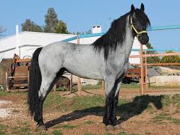 Cavalli Monta Western Razze Caratteristiche Il Colore Del Mantello