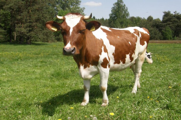 Kliping Kelompok Hewan Vivipar, Ovipar dan Ovovivipar