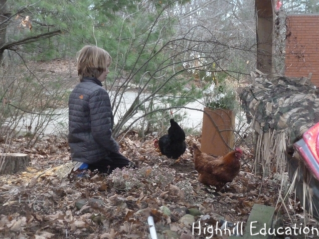 Highhill Homeschool: Raising Backyard Chickens - Introduction