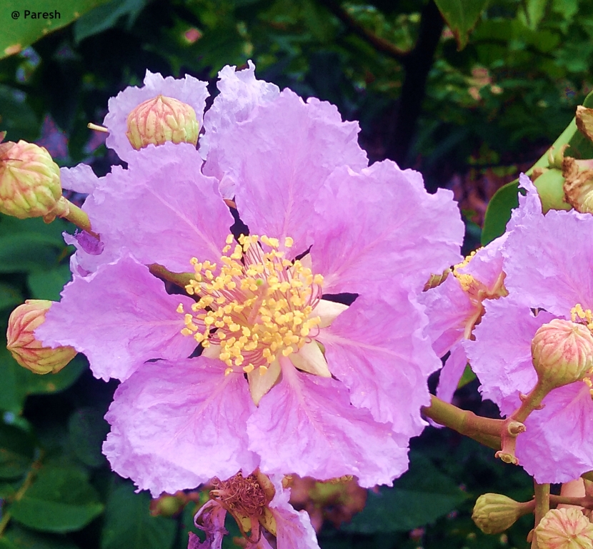 Gifting Trees...: The Pride of India