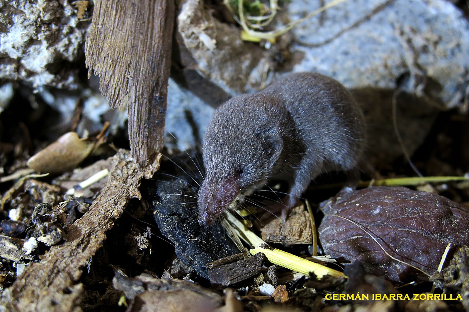 FAUNA COMPACTA el blog de Germán Ibarra Zorrilla: Musaraña gris ...