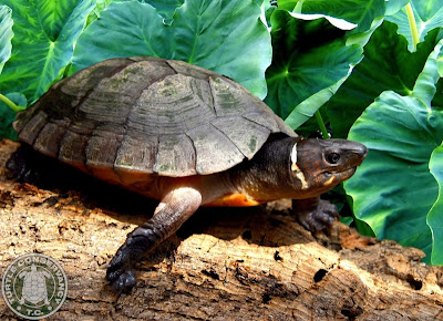 endangered turtles