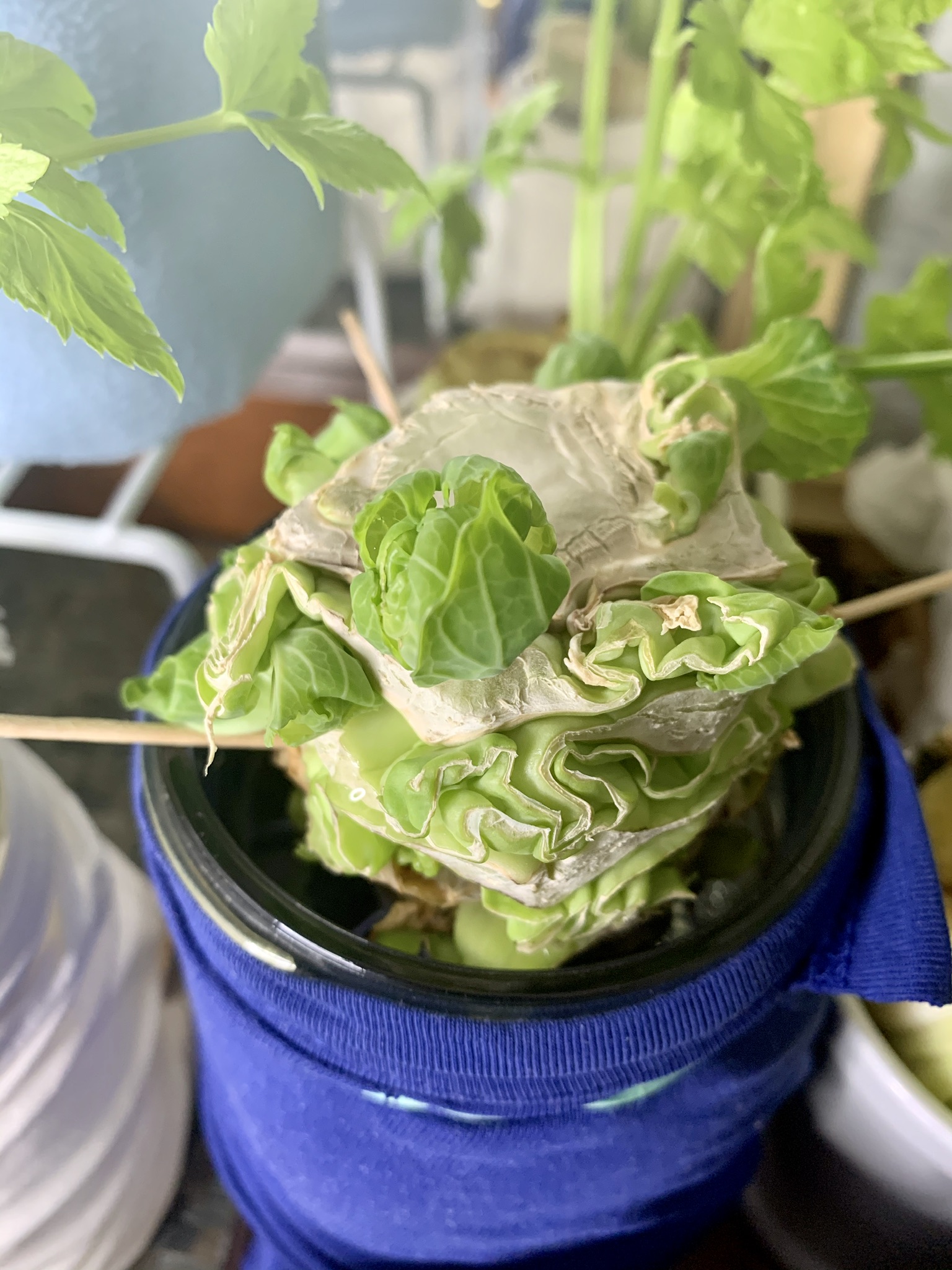 10🐞10 (Ten Mari) Lost Cat & Healing FoodBev Regrowing cabbage scrap