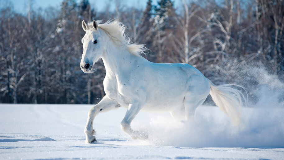#8.2890, White, Horse, Running, Snow Field, Nature, 4K Wallpaper