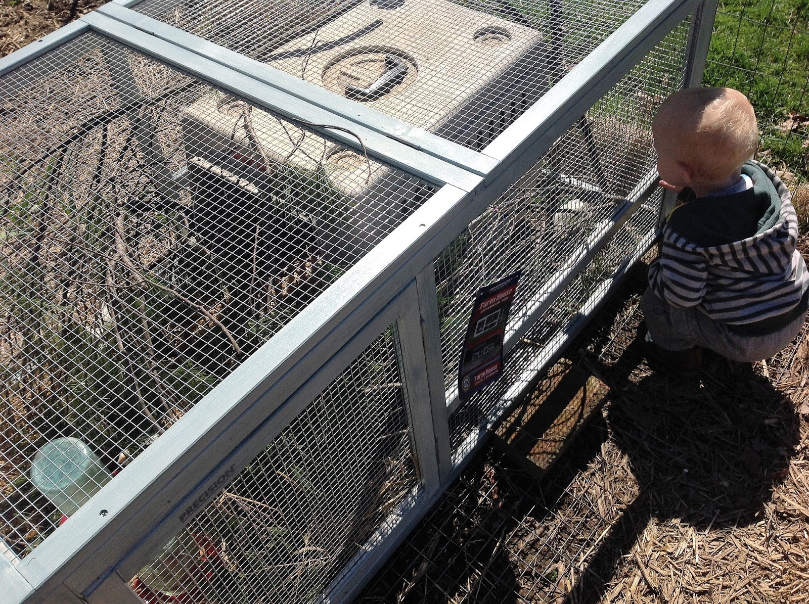 Cottontail Farm Quail tractor done, quails outside