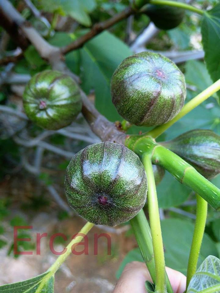 Seattle Garden & Fruit Adventures Collecting the Rare Fig Varieties
