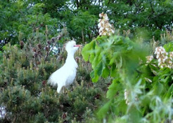 CATTLE EGRET-BURTON RSPB-13TH SEPTEMBER 2016