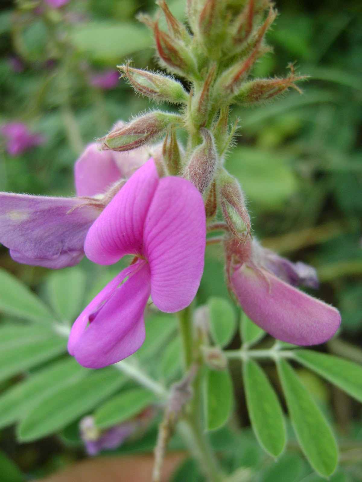 Fabaceae Leguminosae Tephrosia egregia Sandwith