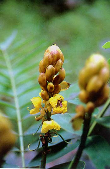 Plantas medicinales