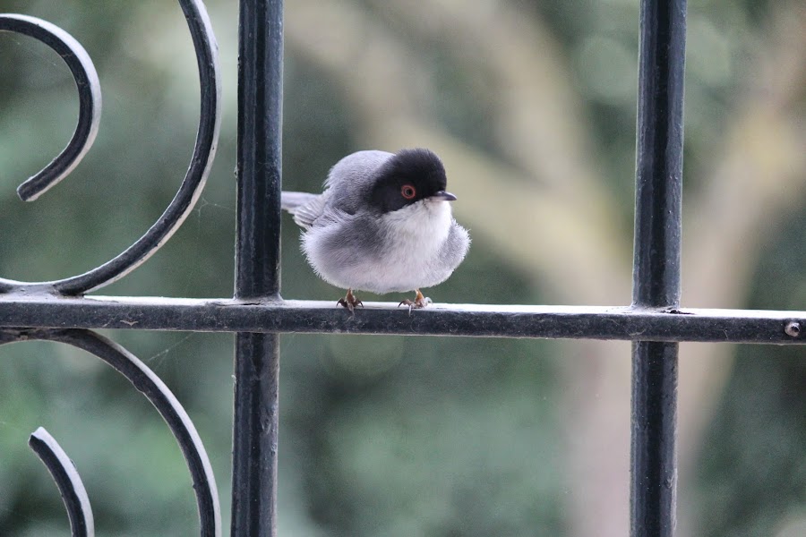 Sylvia melanocephala