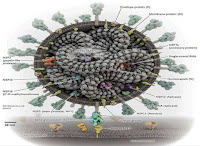 Salunke, et al. The SARS-CoV-2 Virion and its Proteins