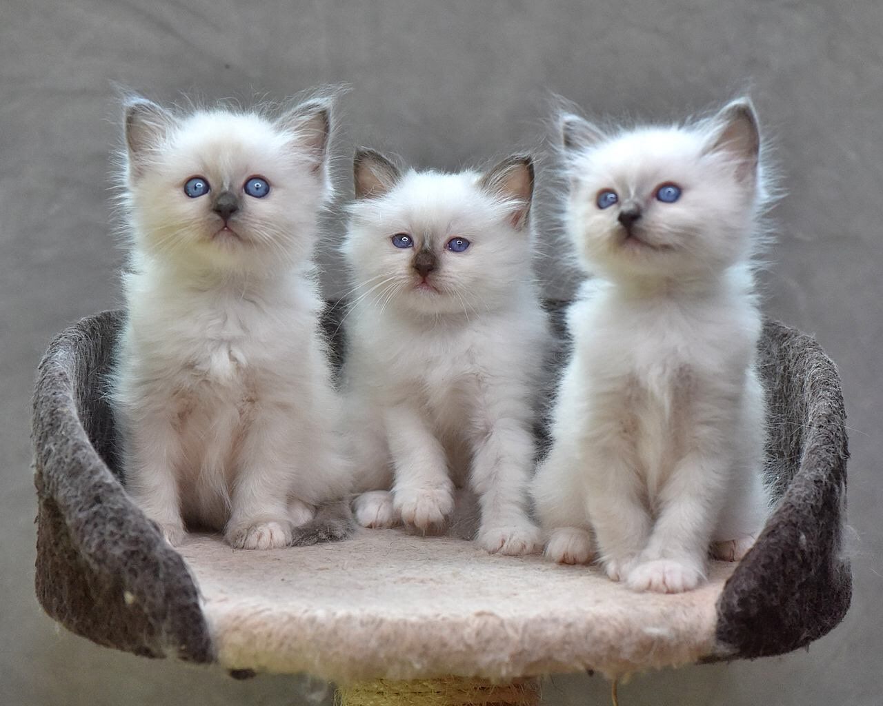 The Kuwait Cats and kittens Adoption and sales email us at