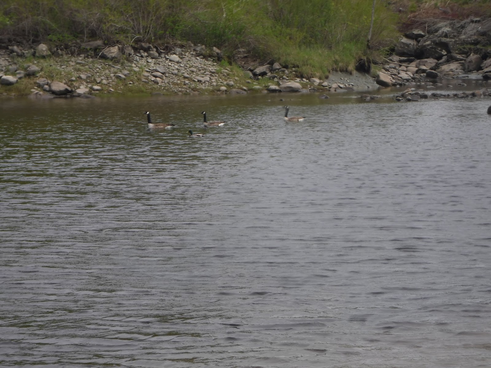 Indian Trail Park (Brewer)