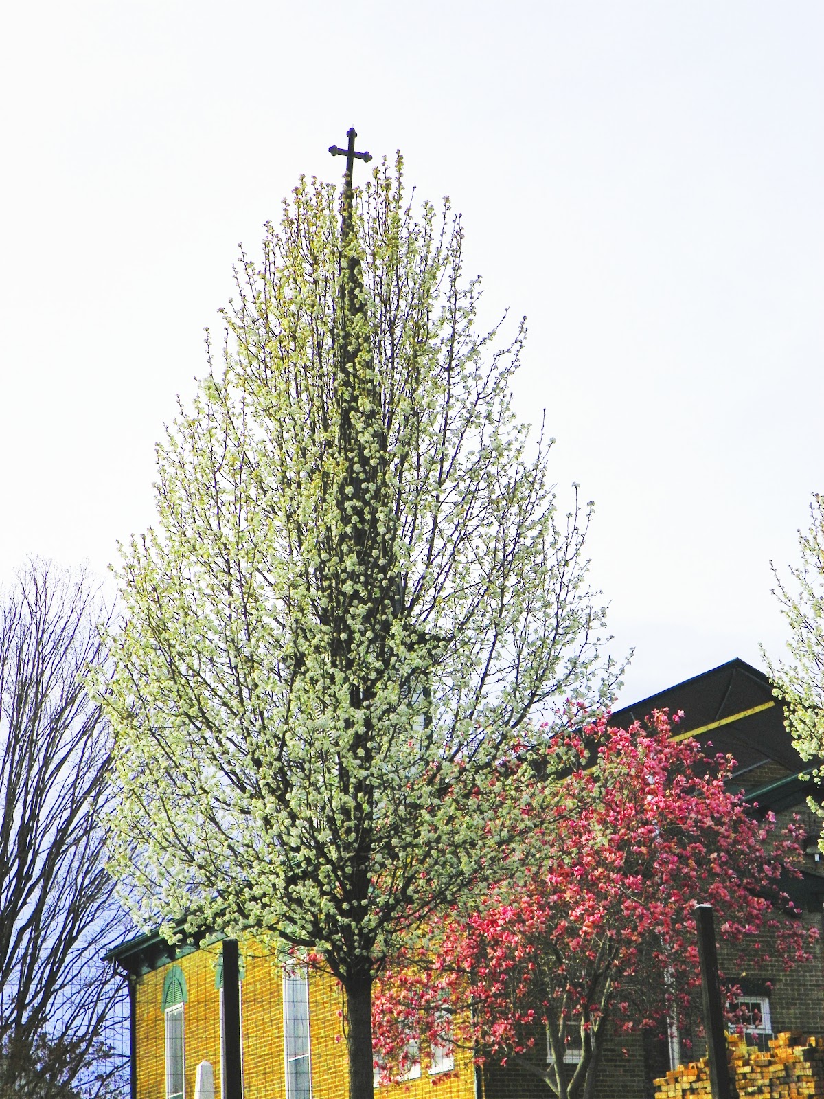 Culpeper Virginia Spring in the Piedmont