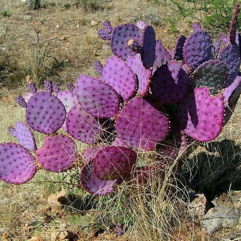 Zone of Silence Mapimí Silent Zone