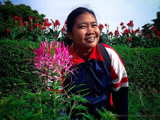 Enjoy Beautiful Garden With Pink Spider Flower Cleome Hassleriana At Ulun Danu Bratan, Tabanan, Bali, Indonesia