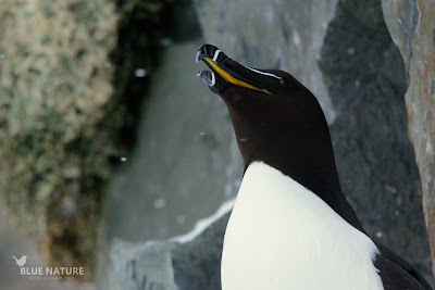 Alca común - Razorbill - Alca torda. Precioso paladar de color amarillo destacando con el negro generalizado del plumaje.