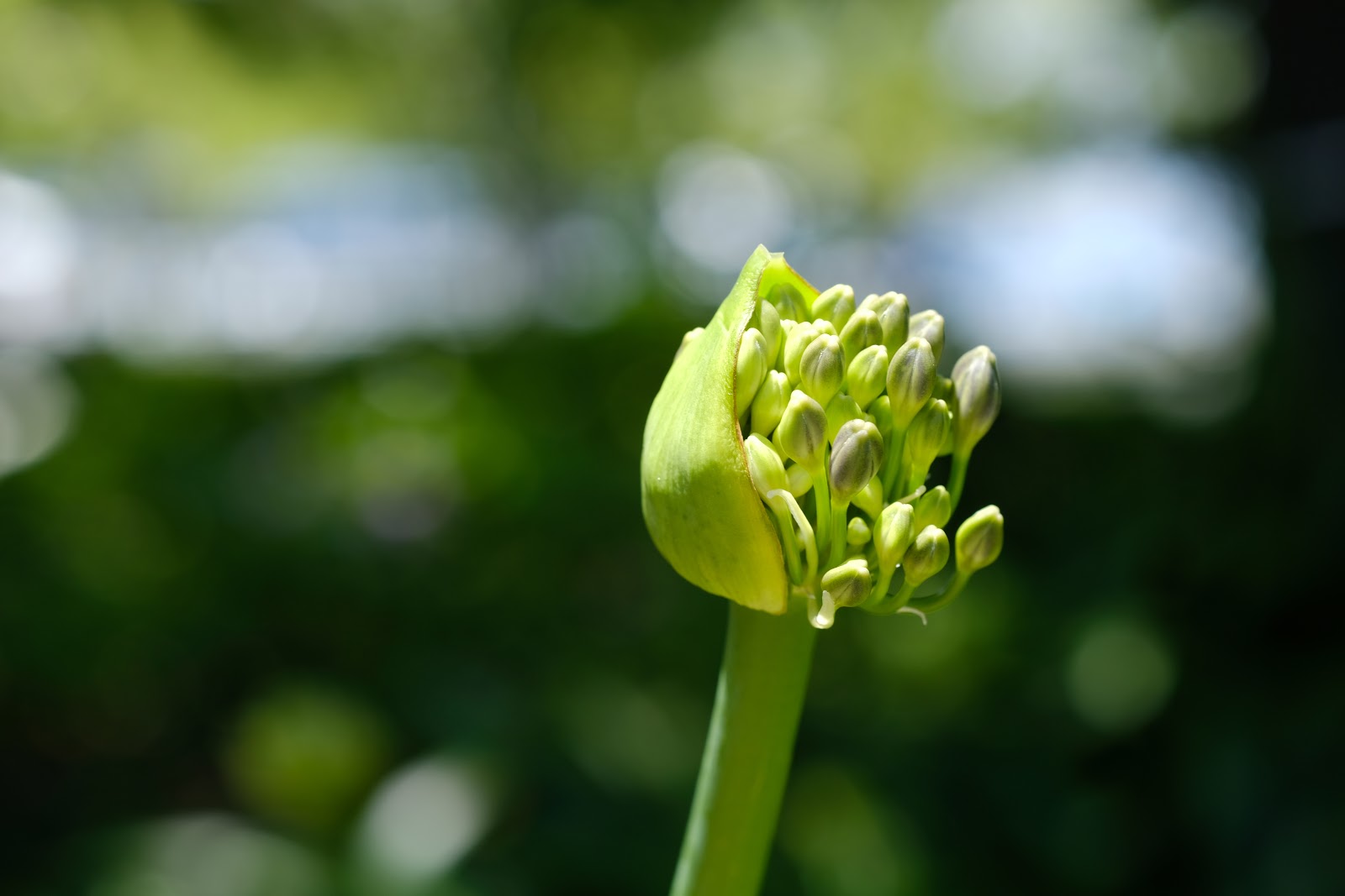 DSCF3170.JPG