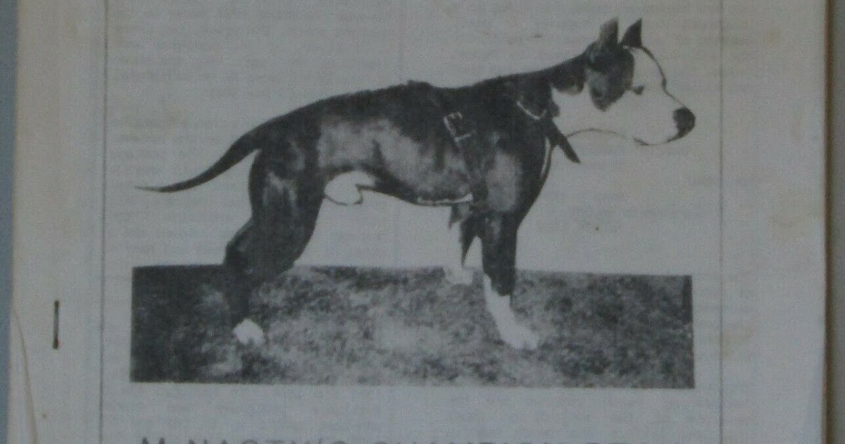 Pit Bull Magazines Sporting Dog Journal. 4 issue lot. 1988