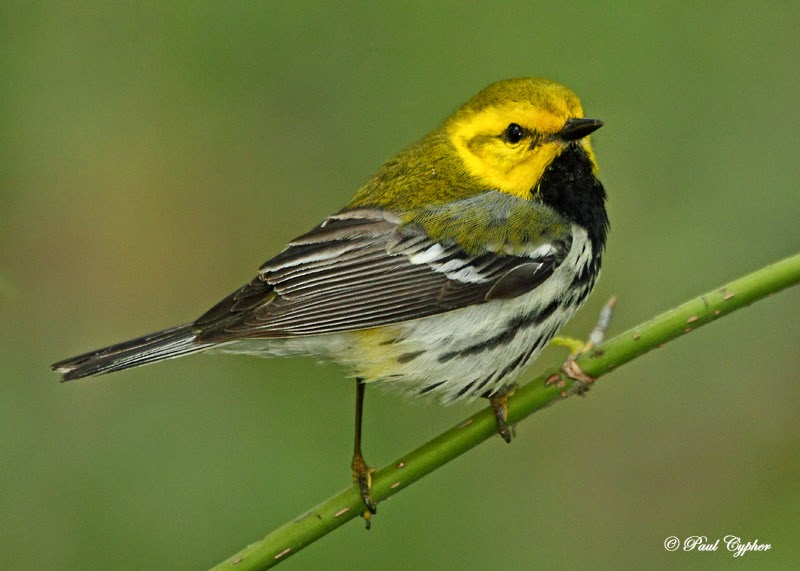 Songbird Prairie Bed and Breakfast