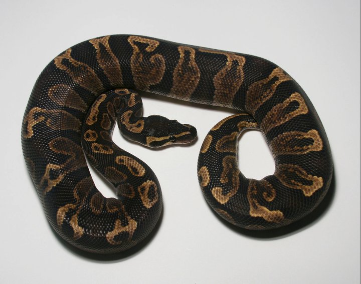 Semua Tentang Ular: Ball Python ( Python regius )