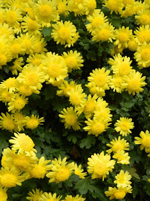 Yellow single mums at the Allan Gardens Conservatory 2015 Chrysanthemum Show by garden muses-not another Toronto gardening blog