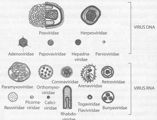 Bentuk virus bermacam-macam, virus berikut ini yang berbentuk filamen adalah