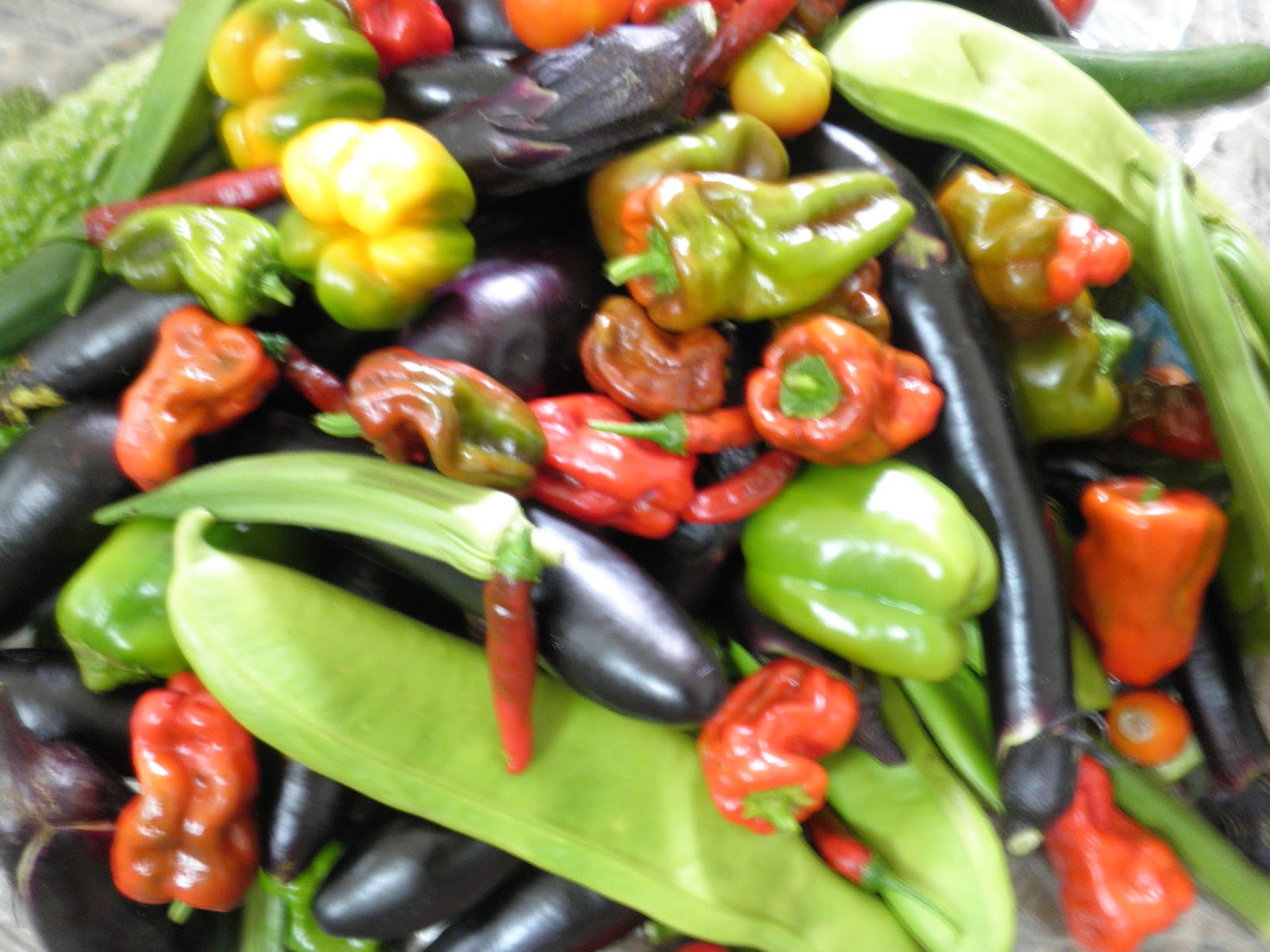 Japanese Vegetable Gardening : Summer