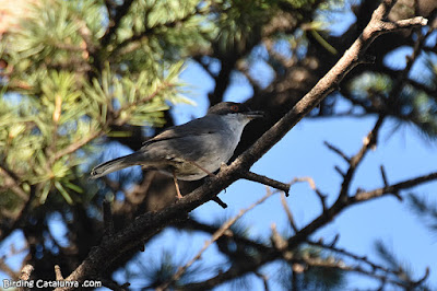 Tallarol capnegre (Sylvia melanocephala)