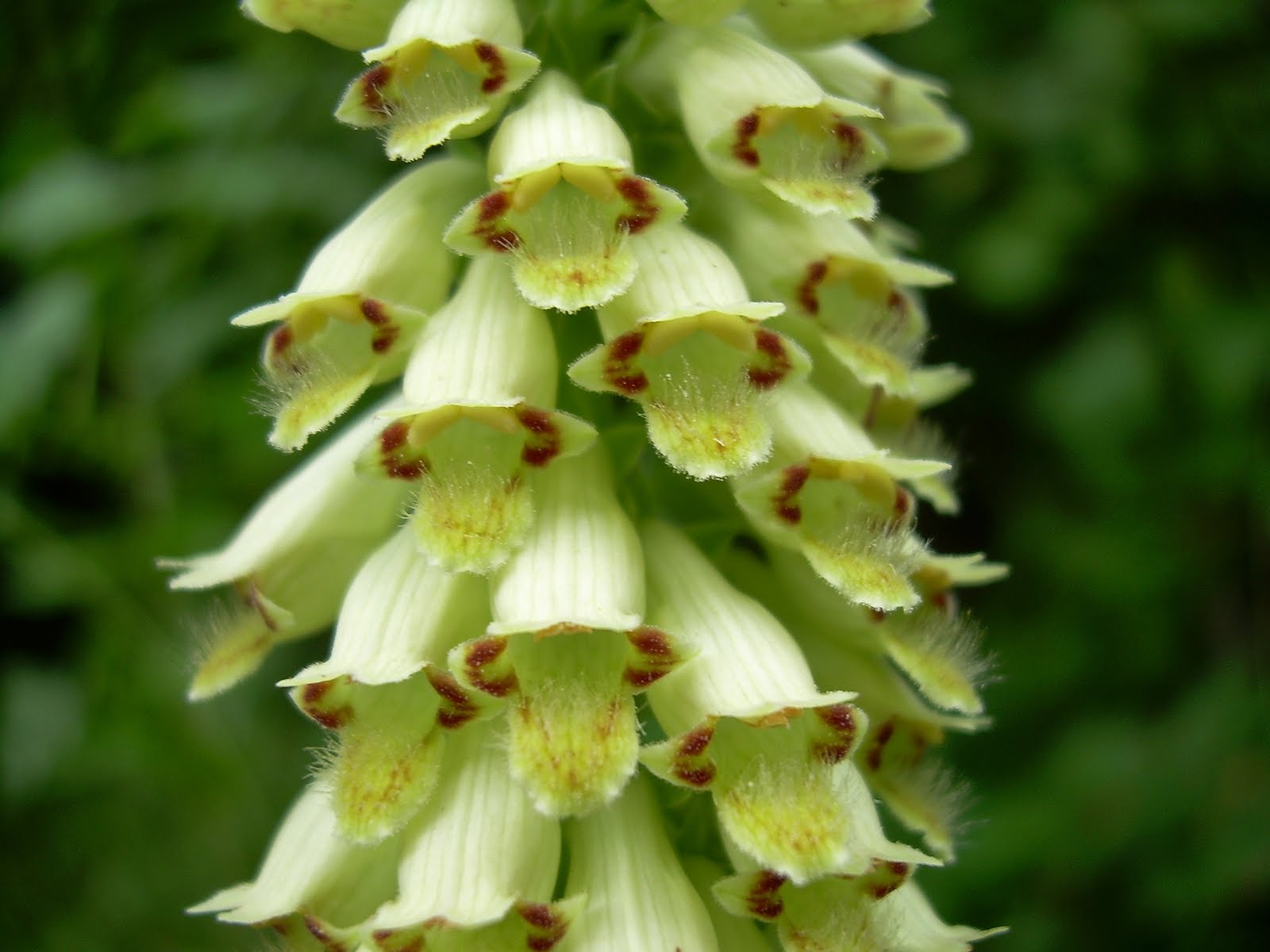 Flora del Matese Digitalis lutea L. subsp. australis (Ten.) Arcang.