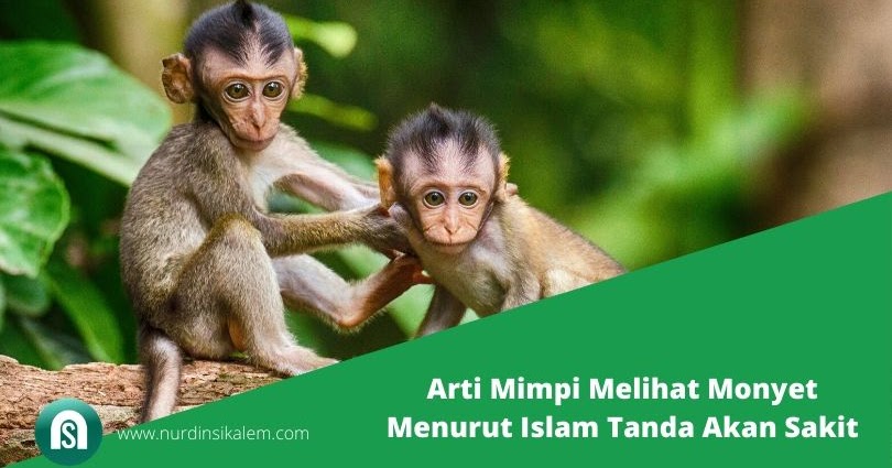 Arti Mimpi Melihat Monyet Menurut Islam Tanda Akan Sakit Blog Nurdin Sikalem