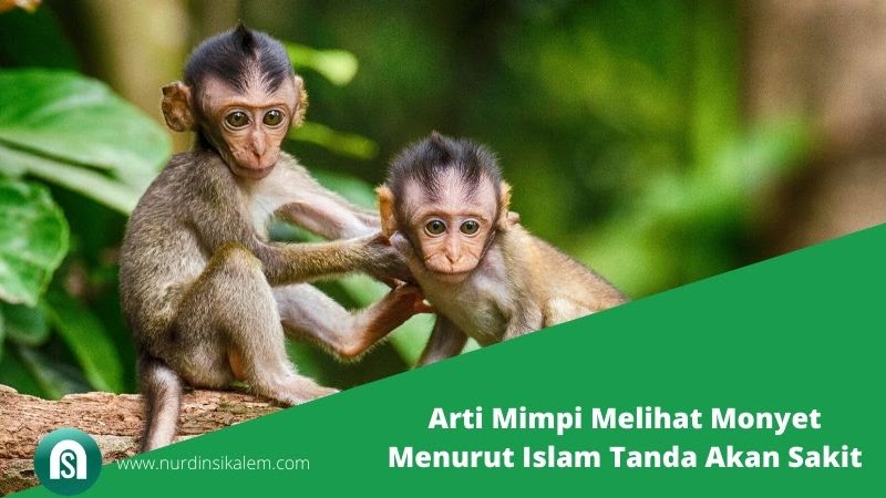 Arti mimpi dikejar monyet menurut islam