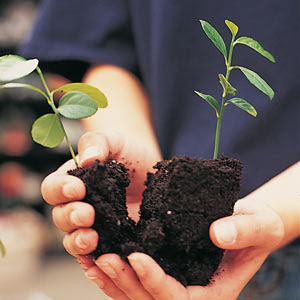 gardening for beginners download free gardening for beginners download free