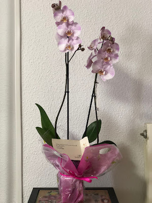 Orquídea