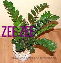 Best indoor plants for your Home purify the air during COVID-19 ZEE%2BZEE