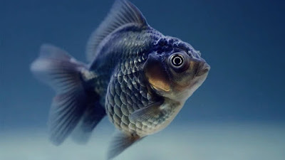 Keeping Fish in Captivity: Ecological Implications and Ethical 