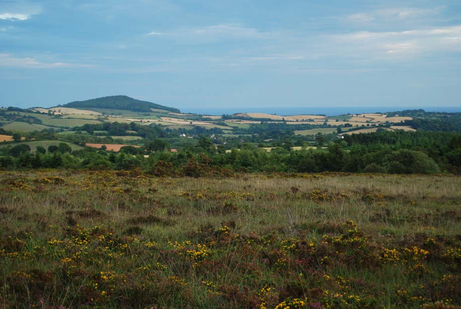 Paintings Art etc. east devon way