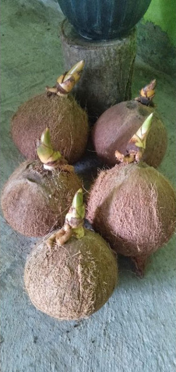bibit bonsai kelapa sudah bertunas MURAH Maluku