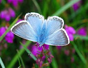 Many More Chalkhill Blues. Another walk over West High Down yesterday in .