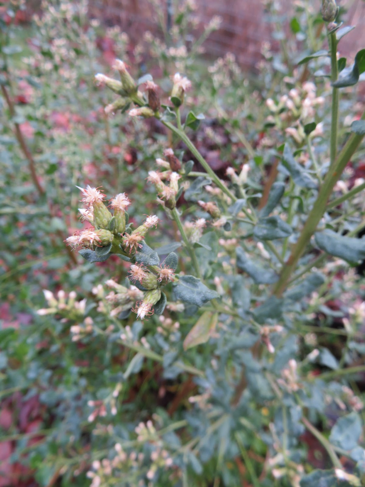 Nixpages Viburnum Tinus