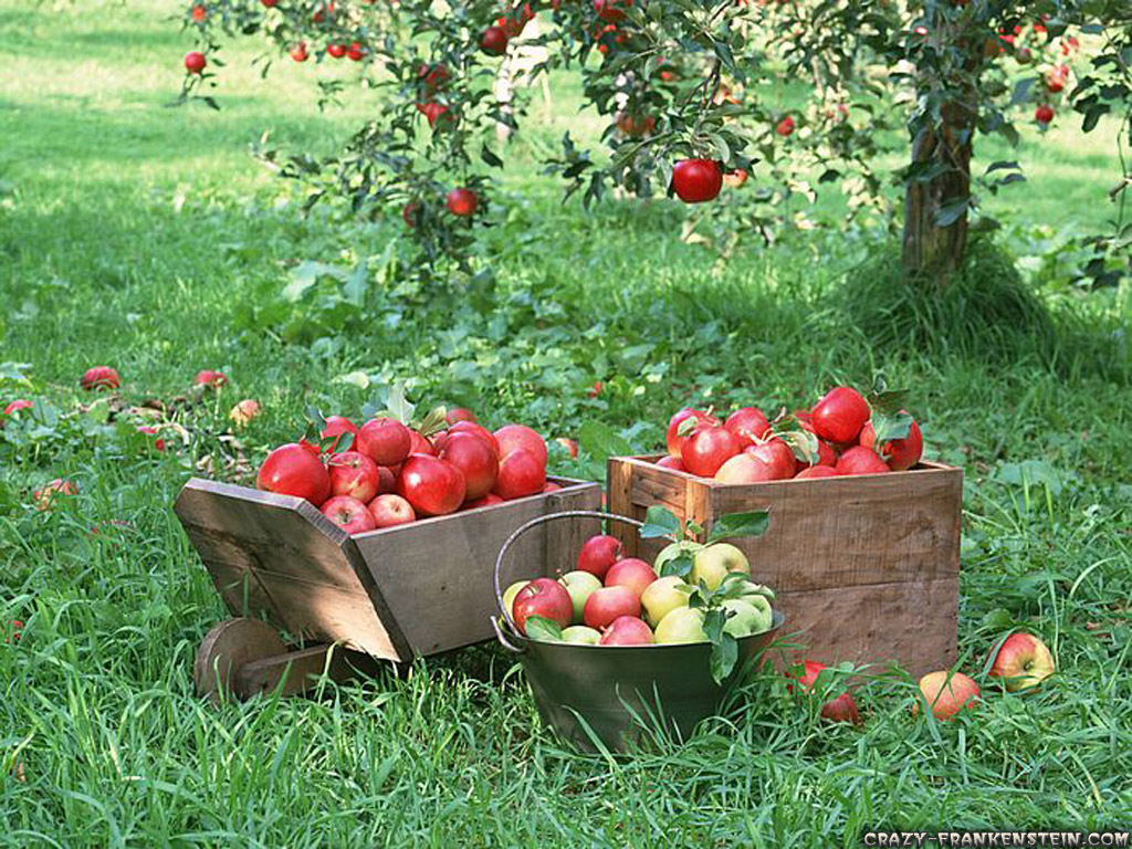 http://1.bp.blogspot.com/-cVhvAq93-cc/UDhsANNpGCI/AAAAAAAADe4/stBx9UZUlI8/s1600/fruit-apples-apple-tree-wallpapers-1024x768.jpg