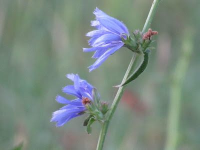 wildflower wednesday