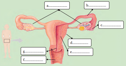 Kunci Jawaban Melengkapi Gambar Organ Organ Penyusun Sistem Reproduksi Perempuan Rofa Education Centre