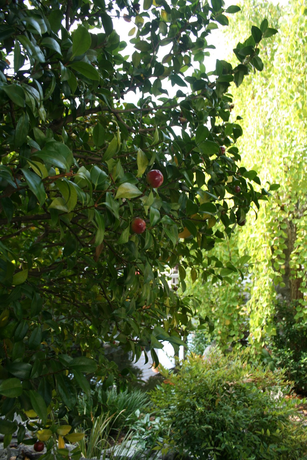 Delights of the Heart Camillia Japonica vs. Sinensis