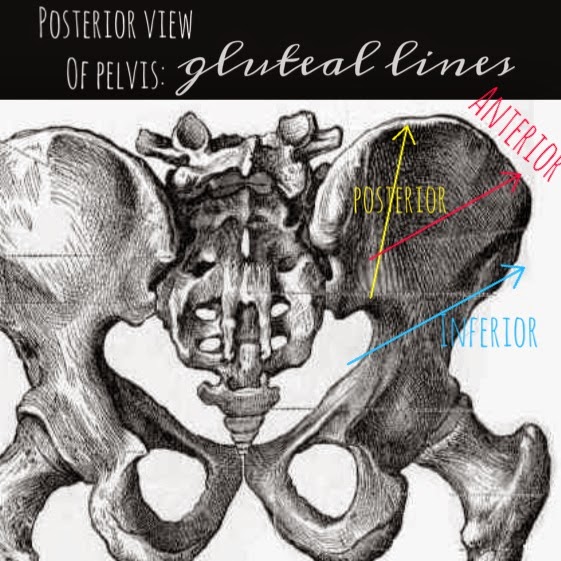 Рудименты тазовых костей. Рудименты тазовых костей. Рудименты тазовых костей. Кости таза. Рудименты тазовых костей.