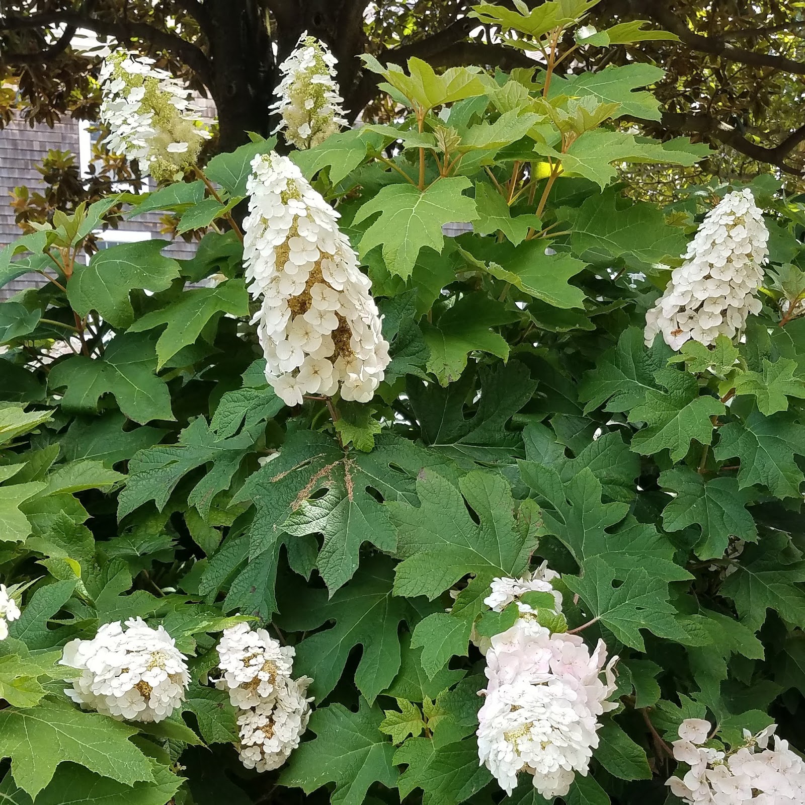 From The Garden Of Zen Gaku Ajisai Hydrangea Macrophylla F