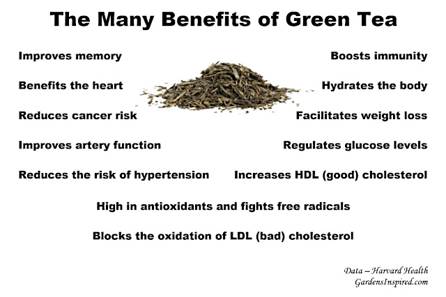 Gardens Inspired: The many benefits of green tea