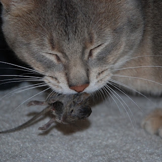 kedi fare yerken